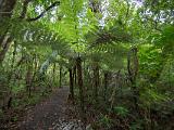 R Kauri Coast 008